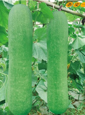 二号青大皮冬瓜种子粉皮冬瓜种籽盆栽蔬菜春季夏季四季籽种采架