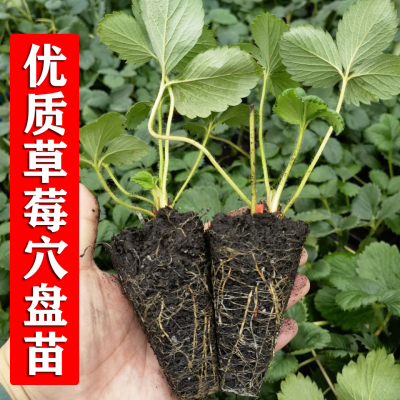 优质脱毒穴盘草莓苗当年结果