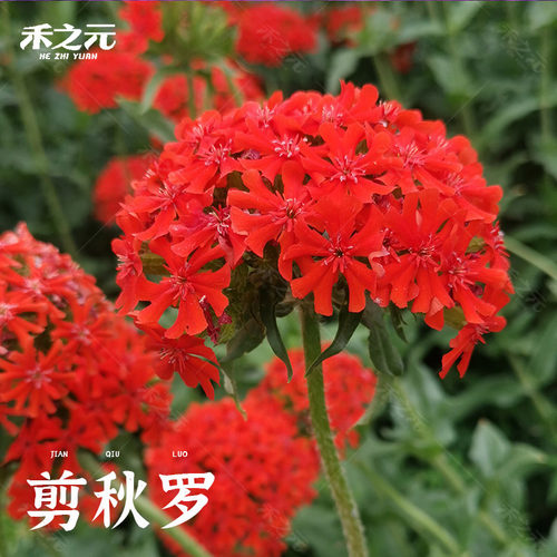 多年生四季庭院盆栽花卉种子