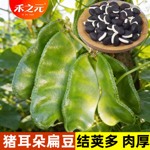 蔬菜猪耳朵传统绿眉豆四季种子