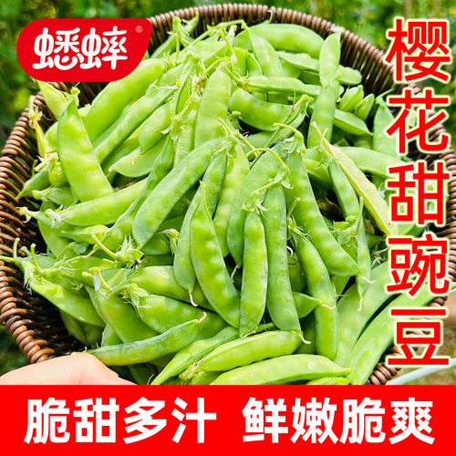 樱花甜豌豆甜脆青豆冬季