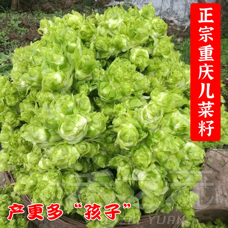 儿菜种子抱子芥儿菜种籽儿菜种孑重庆菜籽蔬菜种籽南方秋季娃娃菜