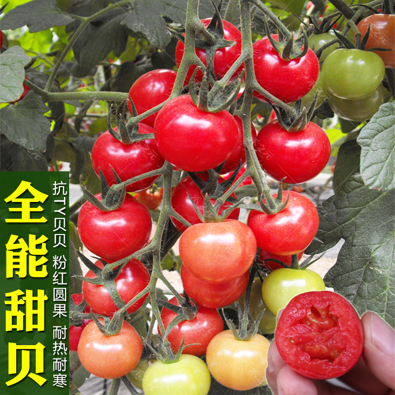 蔬菜西红柿盆栽秋冬季番茄种子