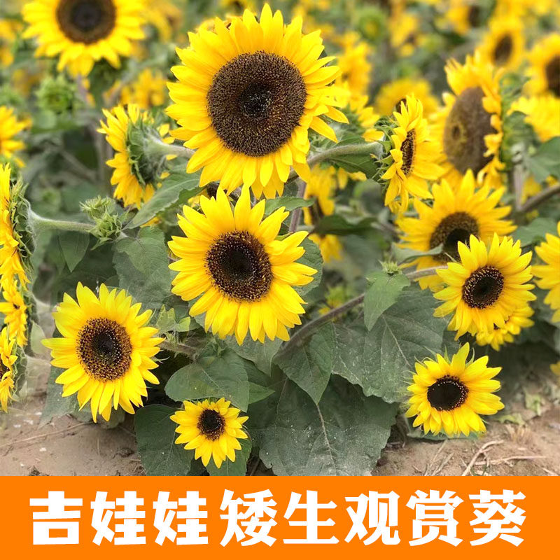 吉娃娃观赏向日葵种子室内盆栽向日葵春季播夏秋四季盆栽种籽阳台