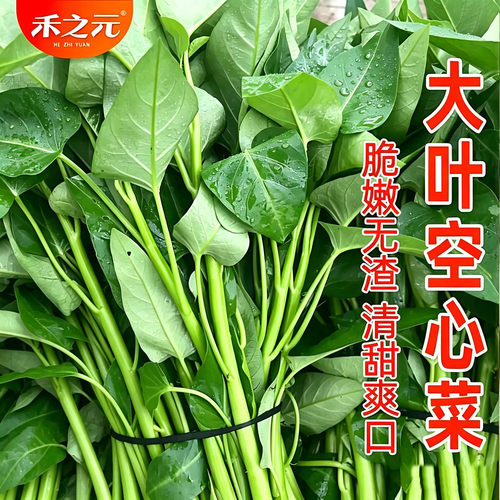 大叶空心菜种子四季菜籽