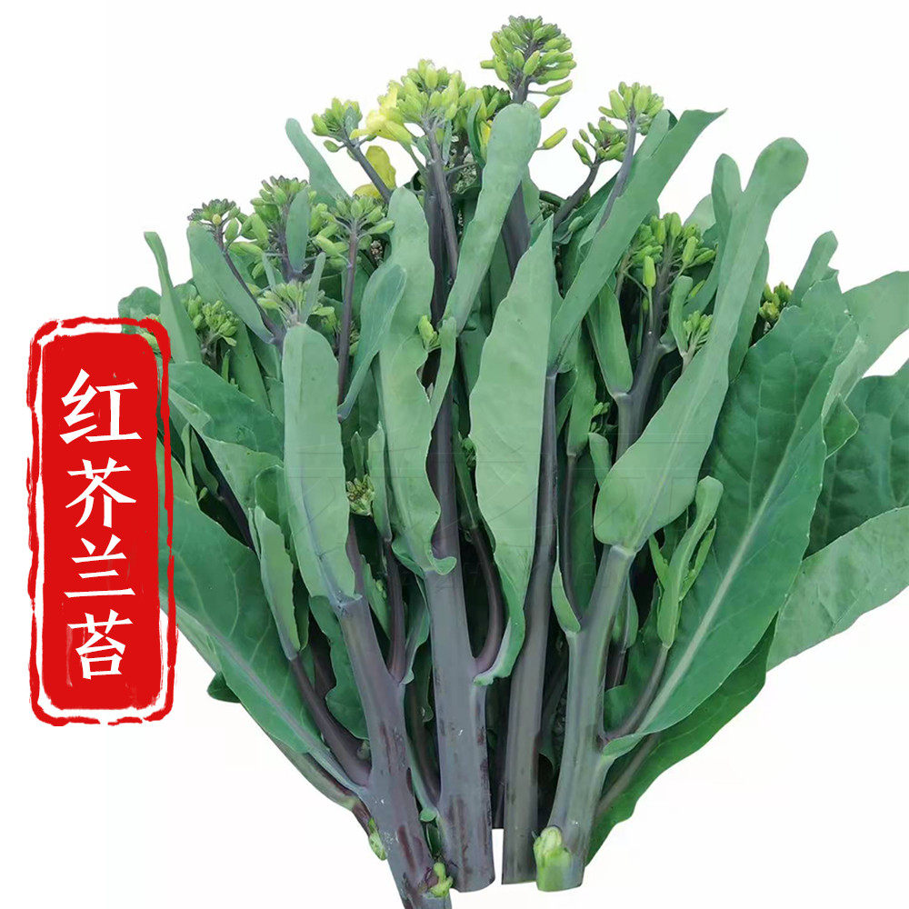 深香红芥兰苔种子中花芥蓝种籽四季盆栽春夏秋冬季广东蔬菜种