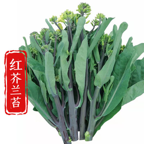 蔬菜露天种植春季秋冬广东芥兰