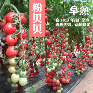 粉贝贝番茄种子西红柿种孑圣女果小柿子春季 夏秋冬樱桃小番茄 四季