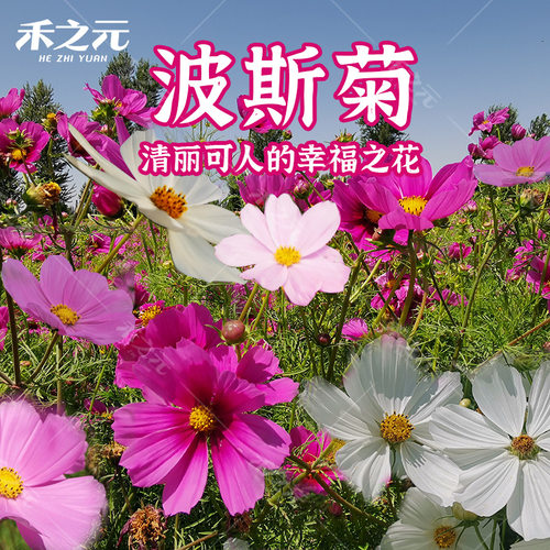波斯种子七彩四季易活花籽