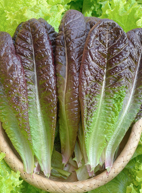 紫孔雀生菜籽紫直立生菜种子紫色蔬菜四季阳台春秋夏生菜种孑水培