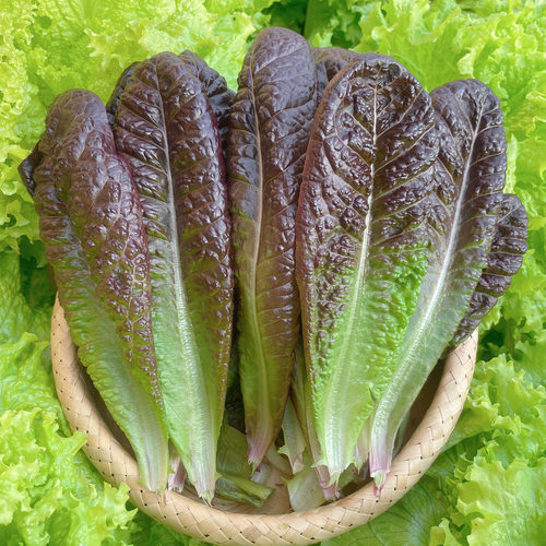蟋蟀紫孔雀生菜紫直立