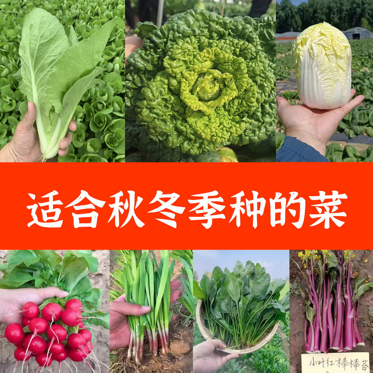 四季秋季冬季专业蔬菜种籽