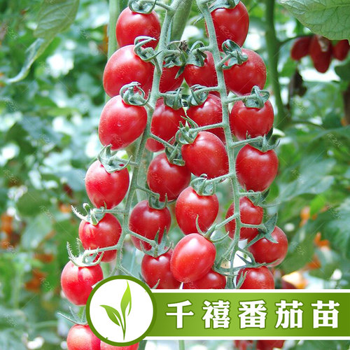 千禧圣女果苗西红柿种子苗樱桃番茄种籽盆栽四季春季农家蔬菜种孑 - 封面