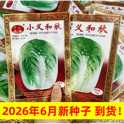 小义和秋大白菜种子蔬菜籽北方秋季冬储胶州小菜籽冬秋季禾之元