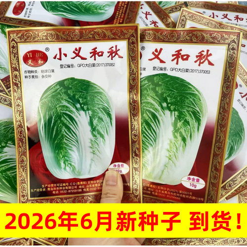 义和老品牌秋季冬储胶州大白菜