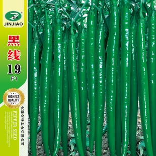 黑线19高产线椒种子辣椒种籽深绿春季 线椒种 夏秋南方蔬菜种孑四季
