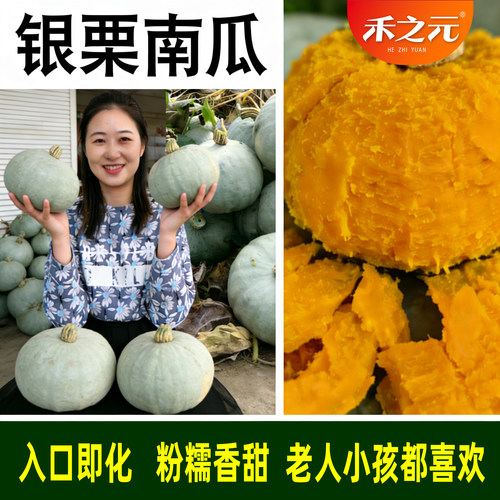 银栗南瓜种子板栗粉糯四季春