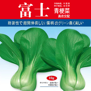 富士青梗菜种子杂交一代上海青孑菜蔬菜小油菜种籽四季 秋冬 禾之元