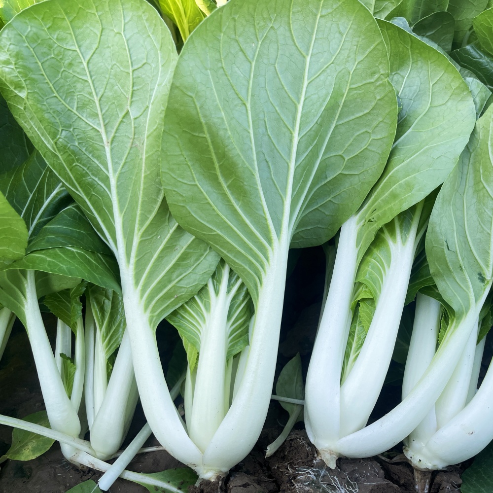 四季奶白菜小白菜种子嫩滑可口