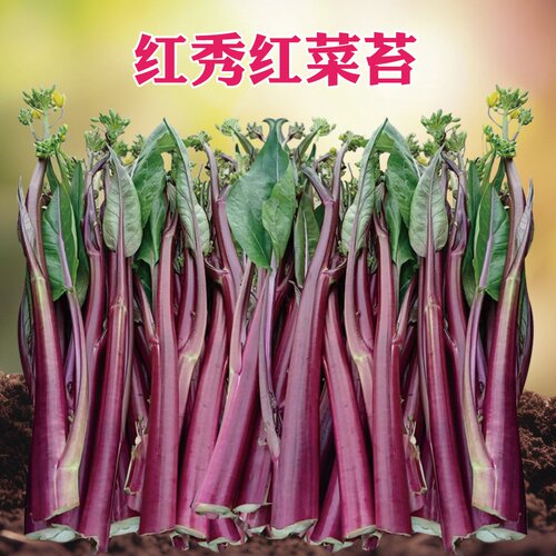 农家盆栽红菜苔种子湖北