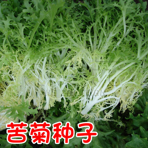 苦苣种子大全农家苦菊种蔬菜冬季