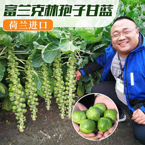 蔬菜进口种孑盆栽阳台秋季甘蓝菜