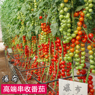 瀑布番茄种子四季 农家盆栽蔬菜种孑 小西红柿苗千禧籽季 圣女果春季
