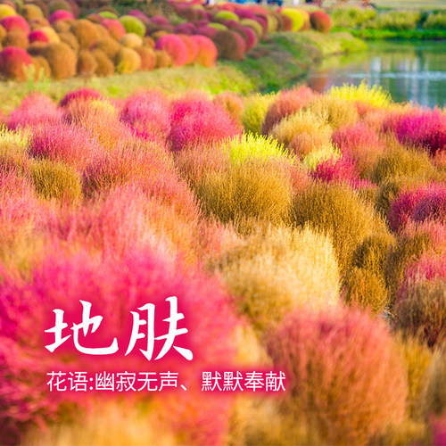 地肤种子草坪室外庭院盆栽
