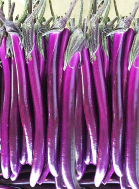 先峰线茄四季春夏长茄种子中早熟紫色面包型茄子蔬菜籽禾之元