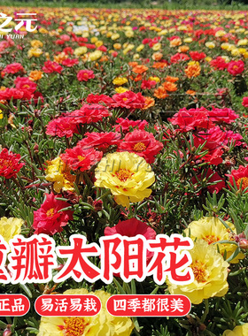 重瓣太阳花种子苗大花卉种子花种籽四季松叶牡丹花卉种子阳台盆栽