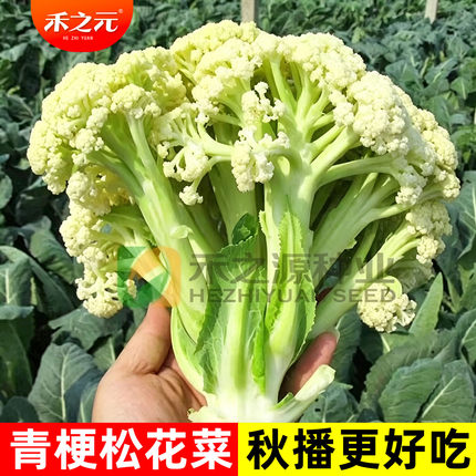 松花菜种子花菜苗青梗花椰菜有台湾花菜秧苗种籽秋季蔬菜机禾之元