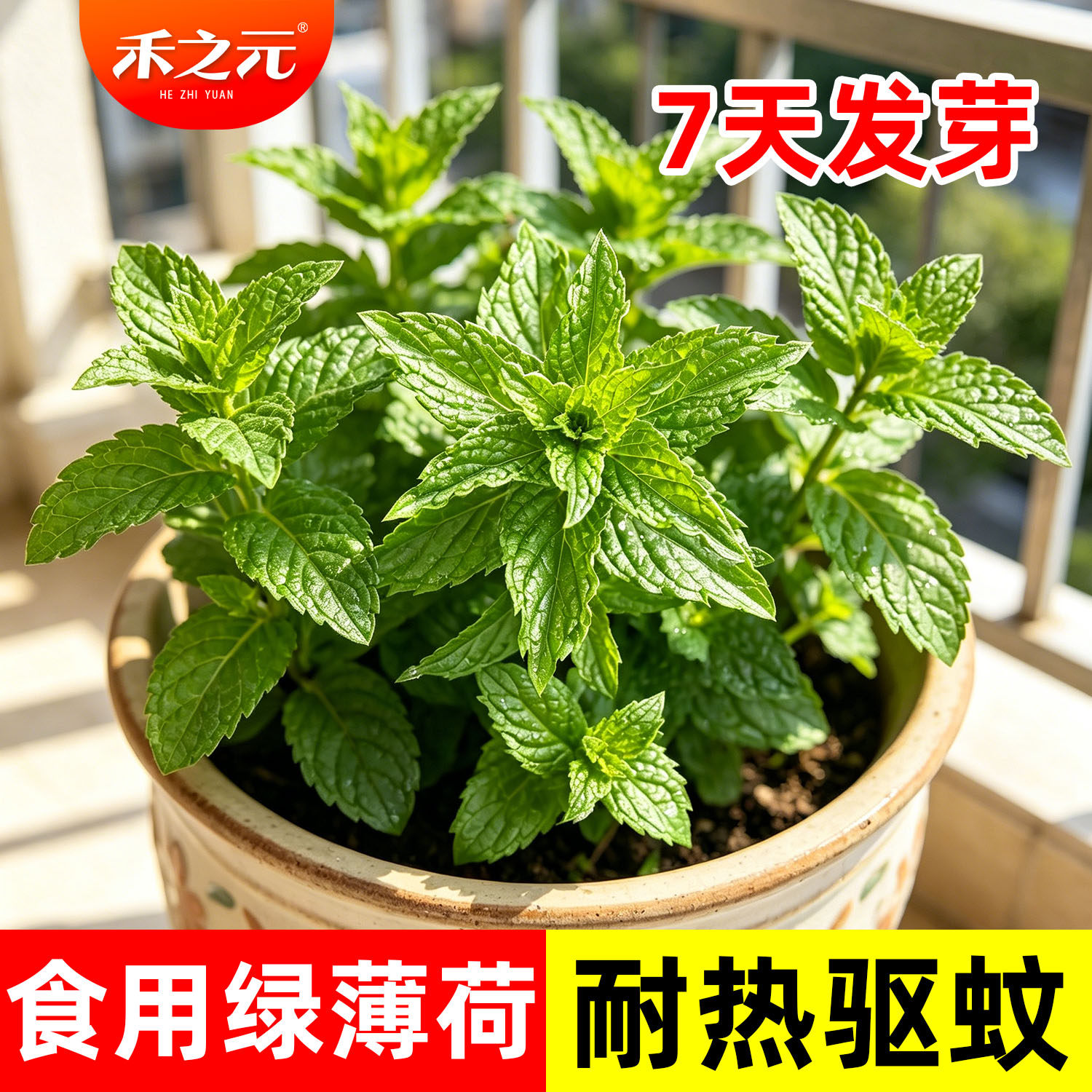 留兰香薄荷苗农家四季图片