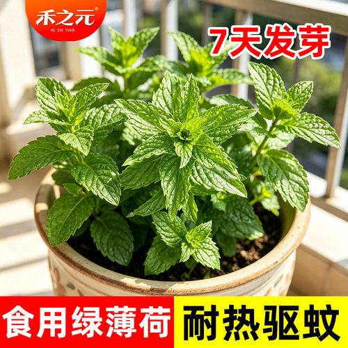 可食用薄荷种子苗夏季驱蚊虫种籽留兰香四季绿薄荷农家阳台盆栽 - 封面