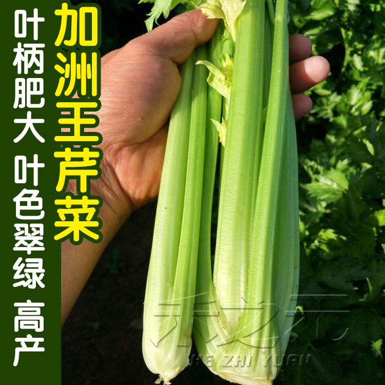 加洲王芹菜种子西芹四季蔬菜青菜西芹种子春夏秋冬香芹种籽孑-封面