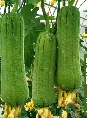 肉丝瓜种子丝瓜种籽四季特大春早熟蔬菜丝瓜种孑农家春夏丝瓜苗秧