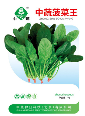 中蔬菠菜王菠菜种子春秋冬季红根菠蔬菜籽阳台盆栽耐寒孑禾之元种