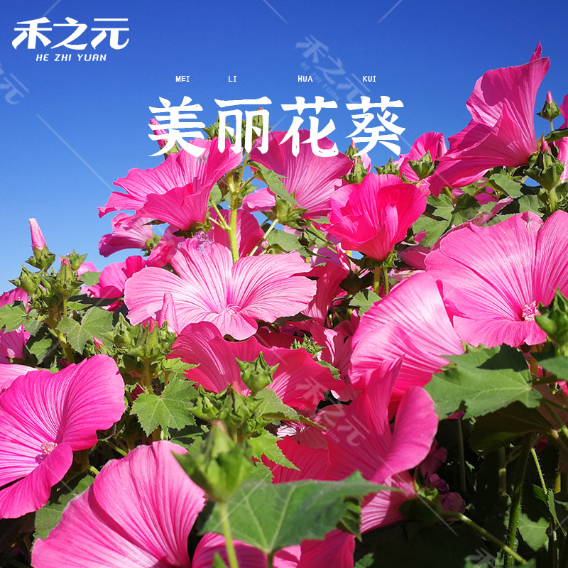 塔莎的花园春季室外易活庭院花籽