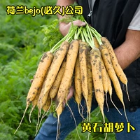 Голландские семена морковки Йеллоустоун 1 г, упакованные около 350 импортированных голландских семян с покрытием.