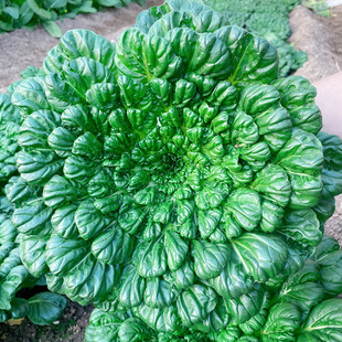 黄心乌塌菜种子种籽黑白菜野菜黑青菜春夏秋冬季 冬天乌塔 种孑四季