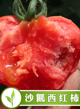 大番茄苗毛粉苗蔬菜西红柿大苗盆栽四季种籽孑春季秋季禾之元籽