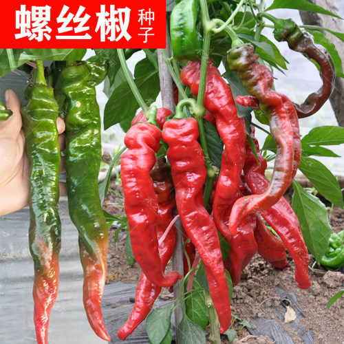 螺丝椒种子金螺丝青椒