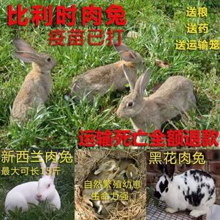 家兔兔子活物公母一对巨型活苗幼崽月兔小白兔