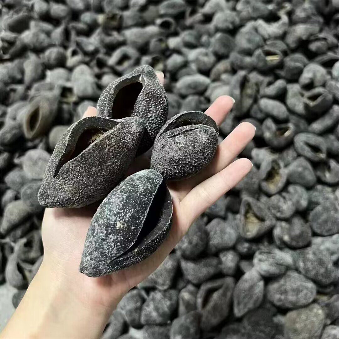越南球参 黑球参珍珠球参乌圆参猪婆参深海淡干海参干货酒店500g