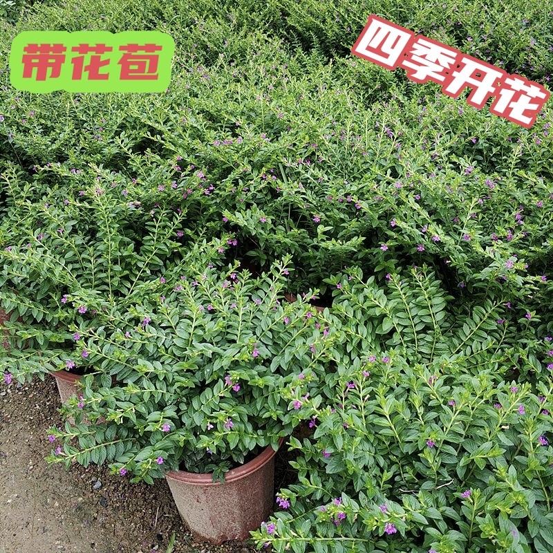 带花苞土盆红花满天星四季阳台开花庭院室外花卉好养耐热花苗盆栽图片
