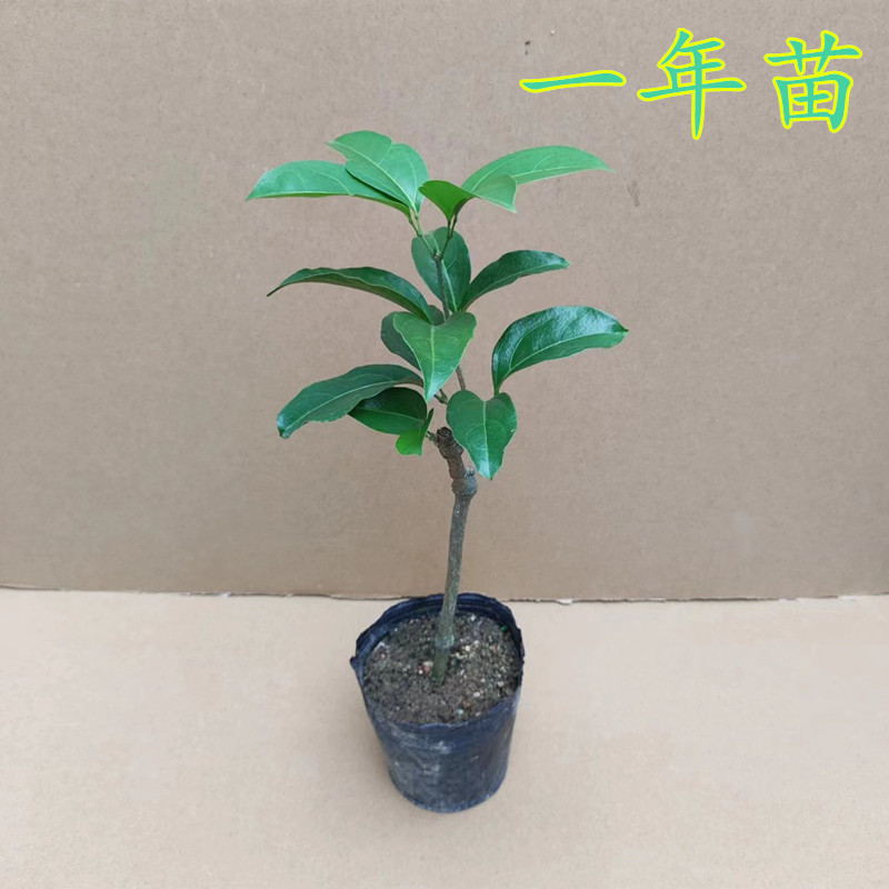爬藤植物蒜香藤花苗带土盆栽绿植