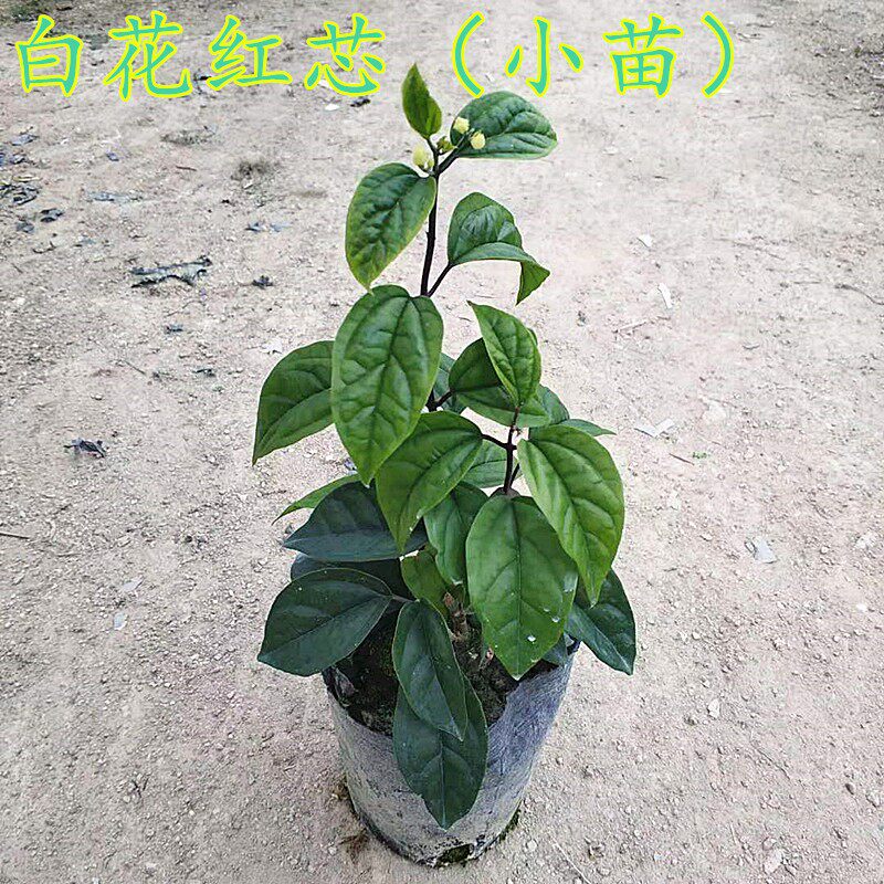 九龙吐珠花带土藤本花苗盆栽