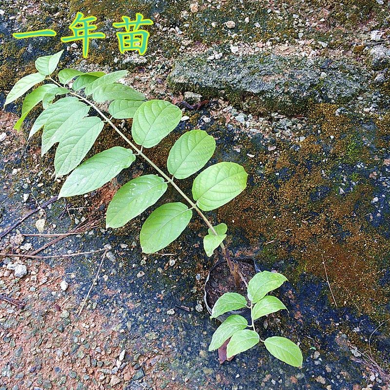 使君子花苗带土叶阳台庭院室户外花卉爬藤绿植物史君子四君子盆栽