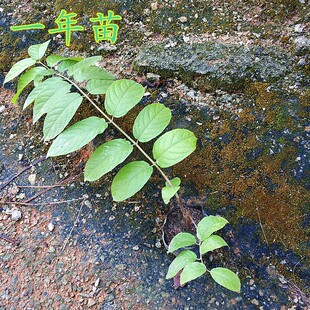 使君子花苗带土叶阳台庭院室户外花卉爬藤绿植物史君子四君子盆栽