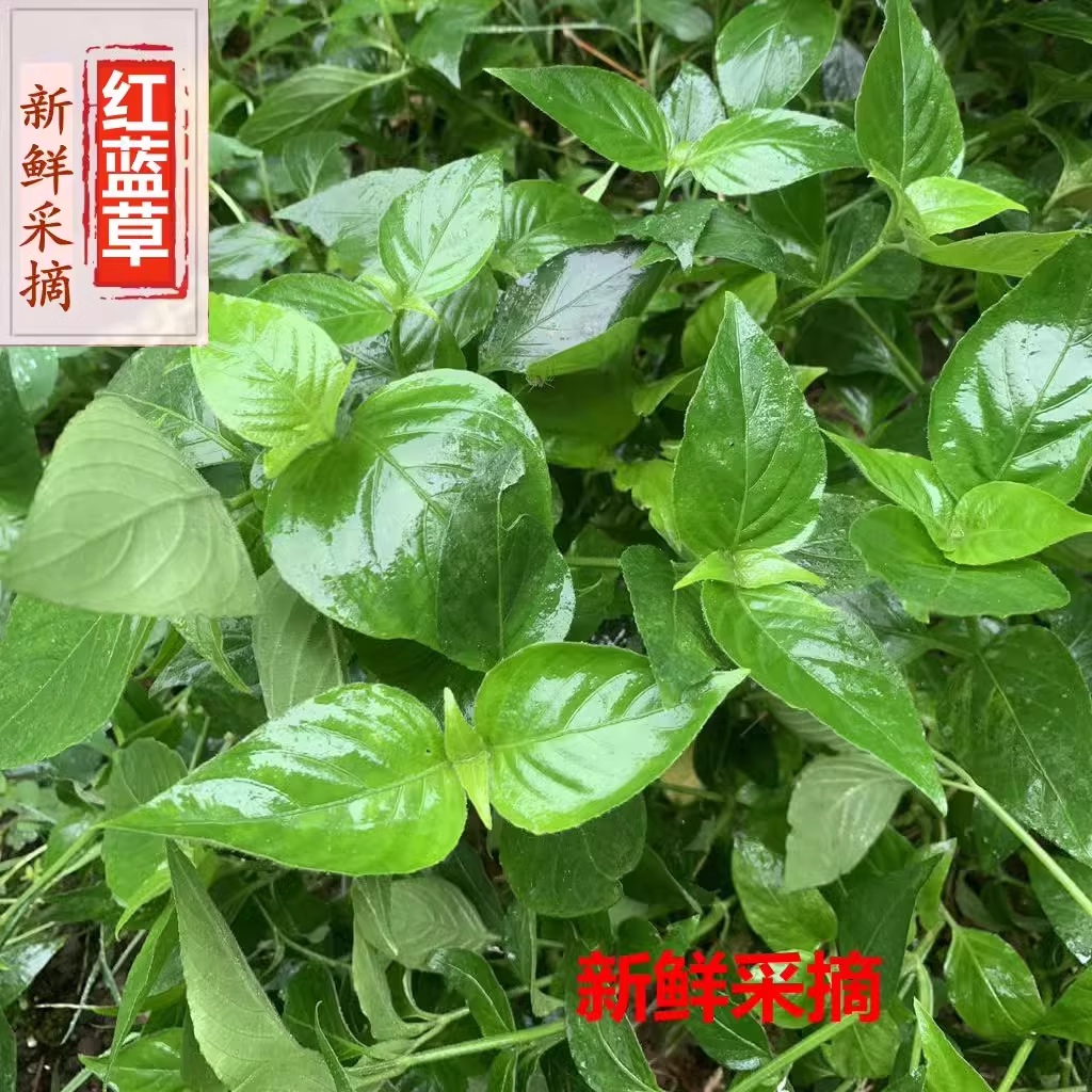 新鲜红蓝草紫蓝草红丝线广西五色糯米饭紫色花米饭植物染料红蓝