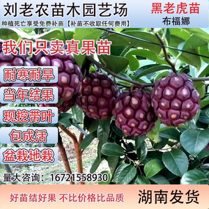 正宗布福娜黑老虎改良水果树苗爬藤植物耐寒品种南北方庭院四季种
